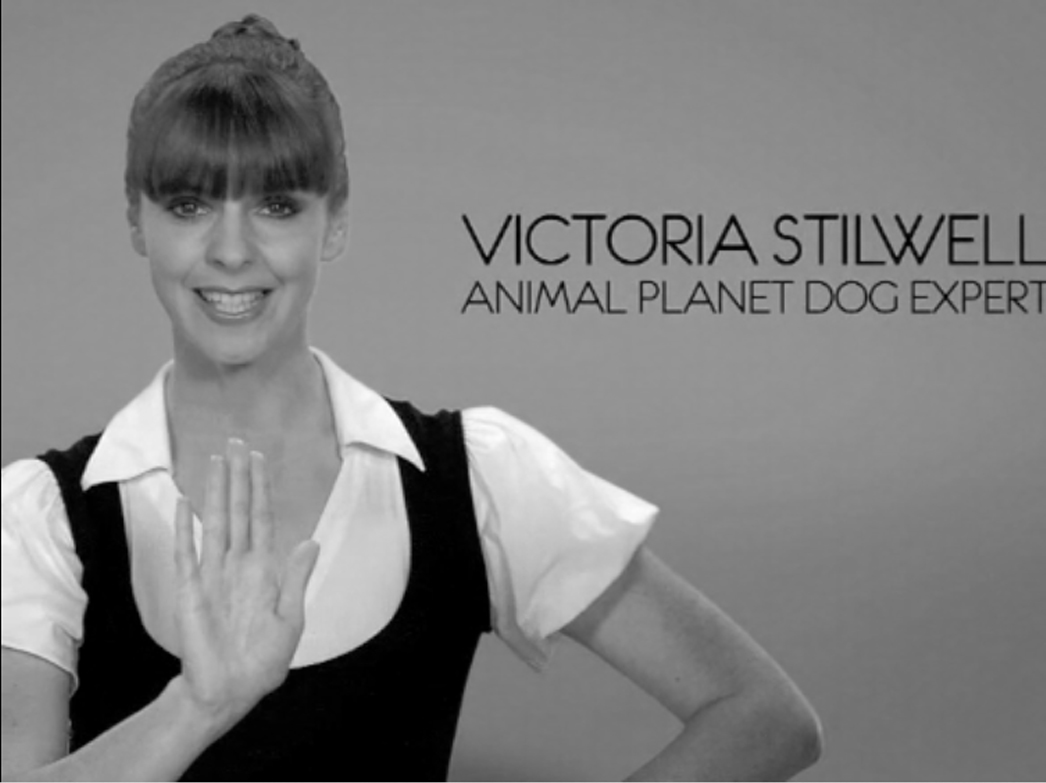 animal planet